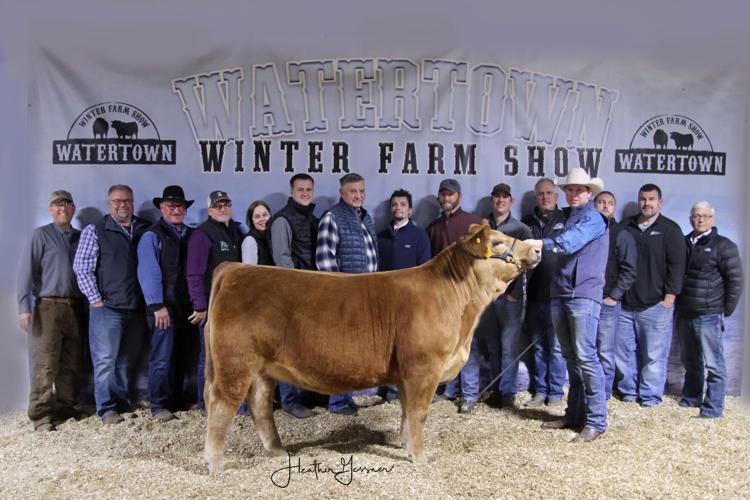 Supreme Heifer Gr Simmental PB Duxbury Cattle Co.jpg