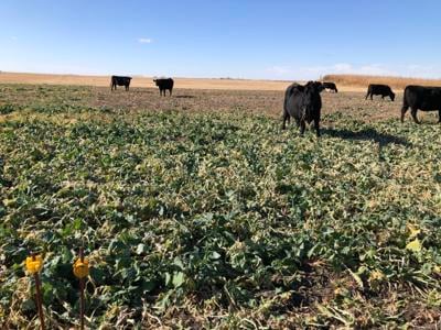 Fall forage and strip grazing: Is it worth it?