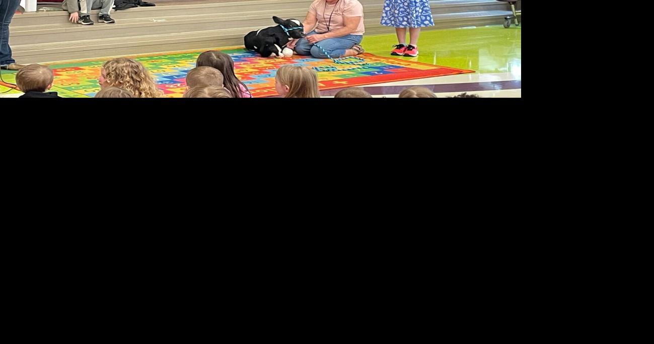 Brought calf to school