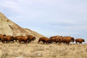 ‘Gaining back our identity’: Standing Rock Sioux Tribe looks to expand buffalo herd