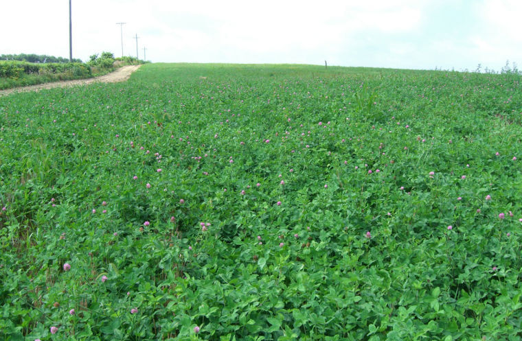 Red clover