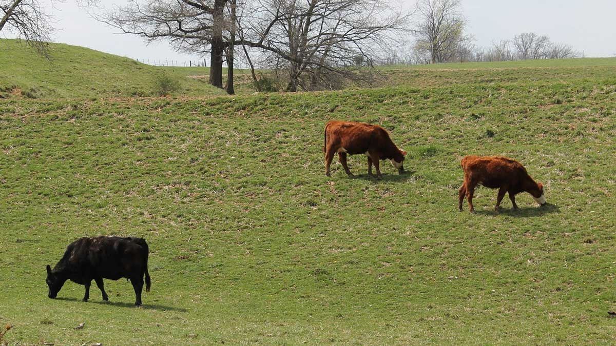 Spring pasture