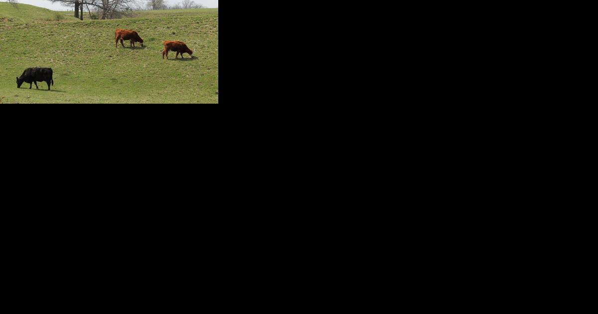 Establishing fair pasture leasing rates a challenge - Vimarsana News