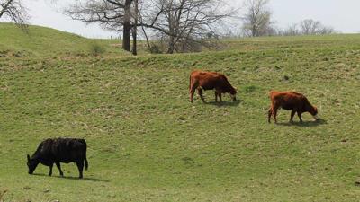 Spring pasture