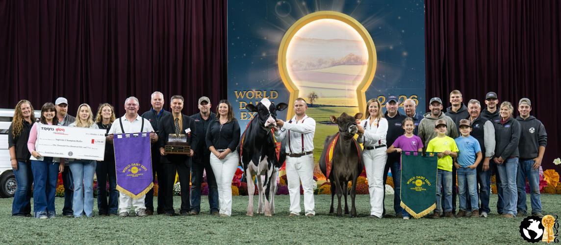 Supreme Heifer of Open Show