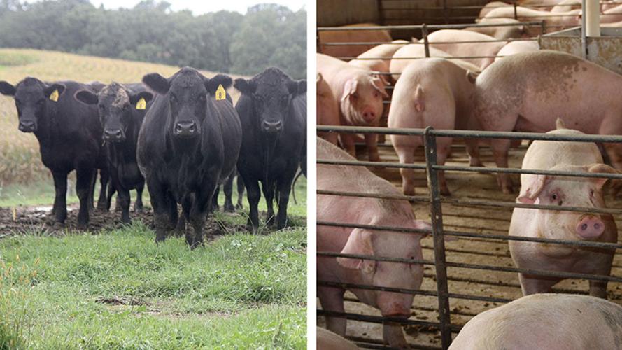 Cattle hogs split screen