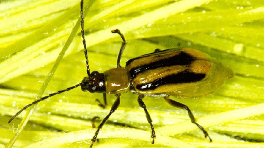 Controlling corn rootworm takes multipronged approach