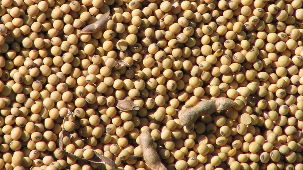 Soybeans with pods close up