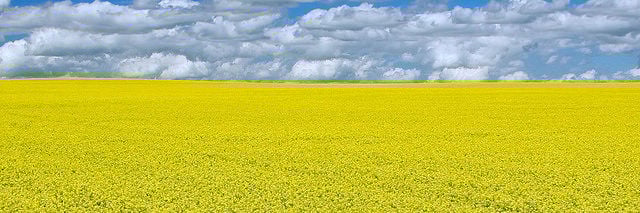 Canola field in Canada