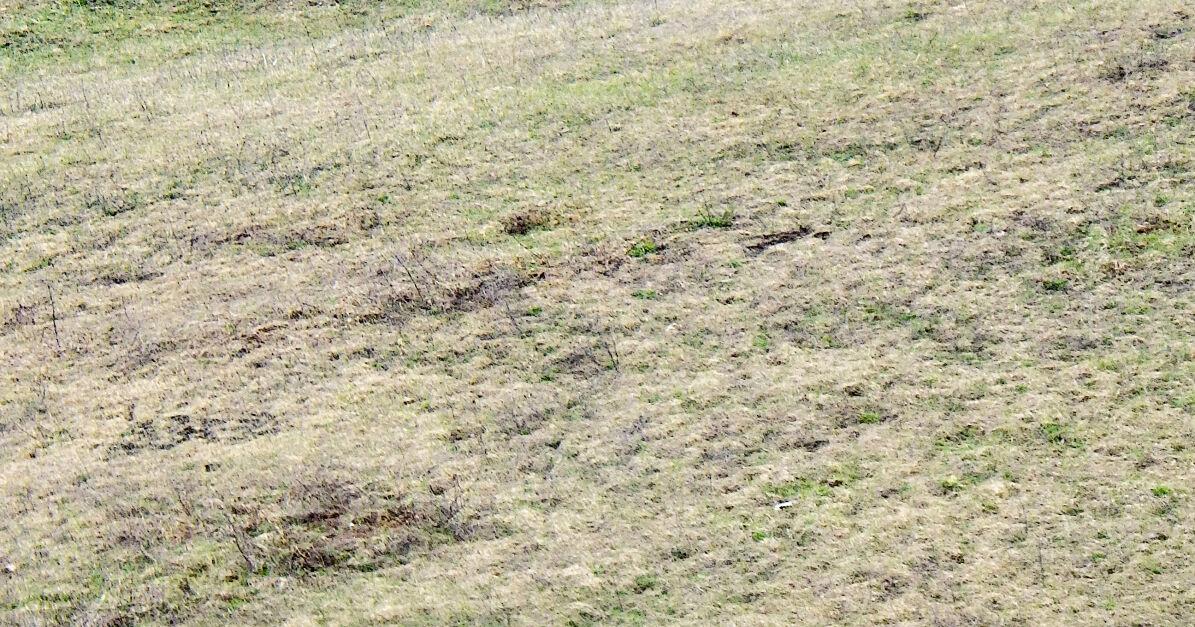 Cattle on field