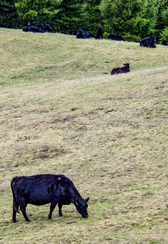 Cattle on field