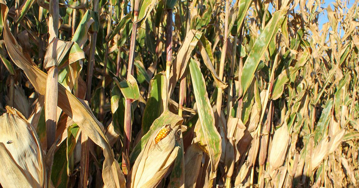 Corn-residue grazing could be energy source