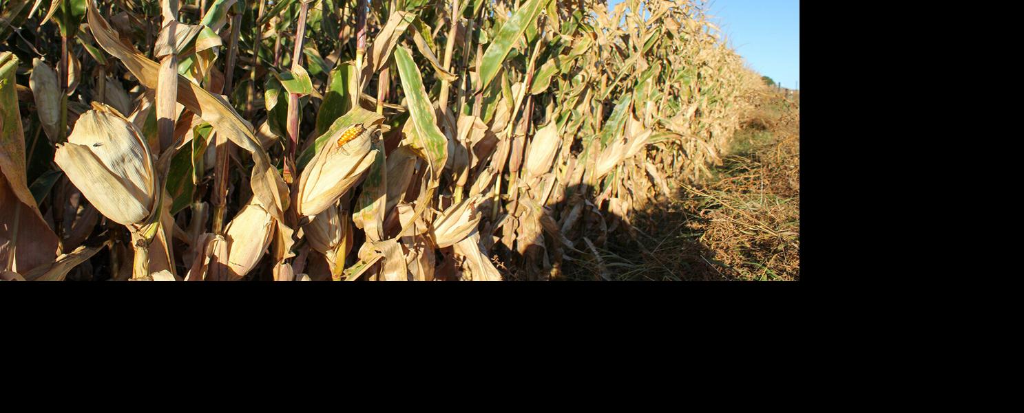 Corn
