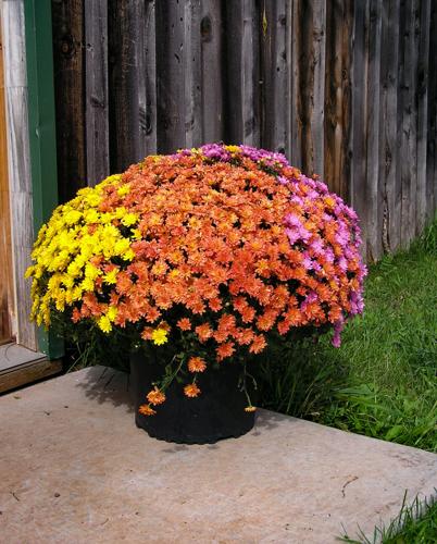 Flowers
