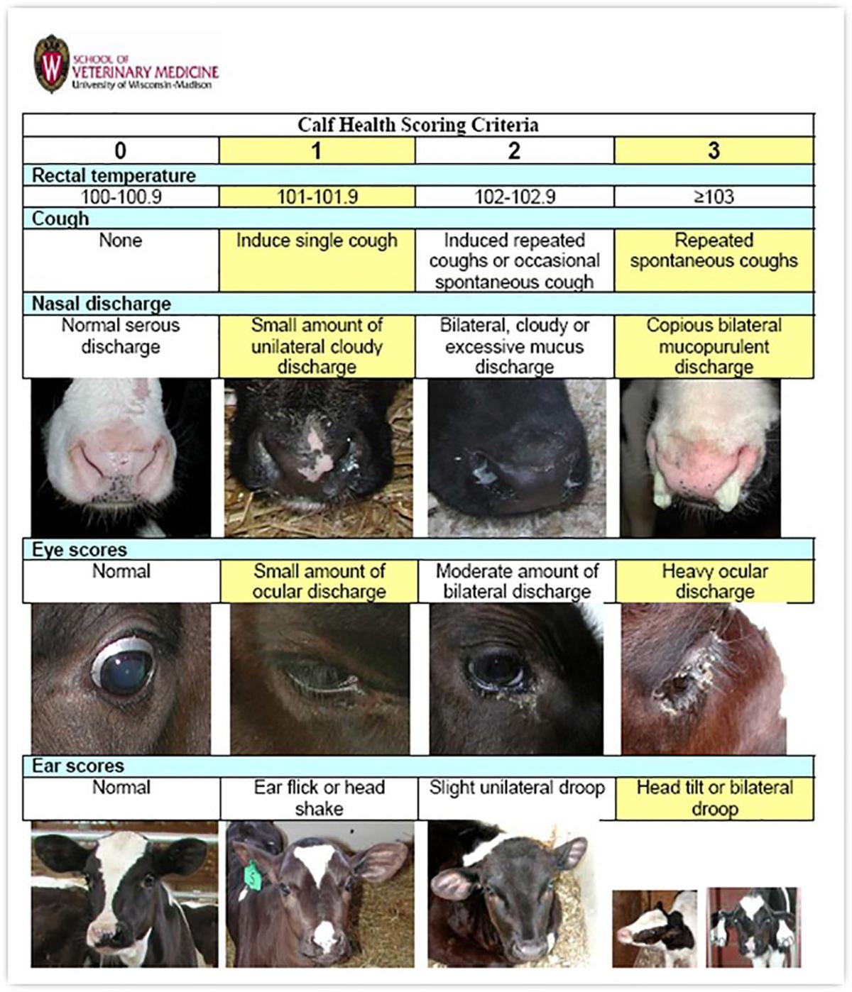 Tackle respiratory problems with ultrasounds Calf Care