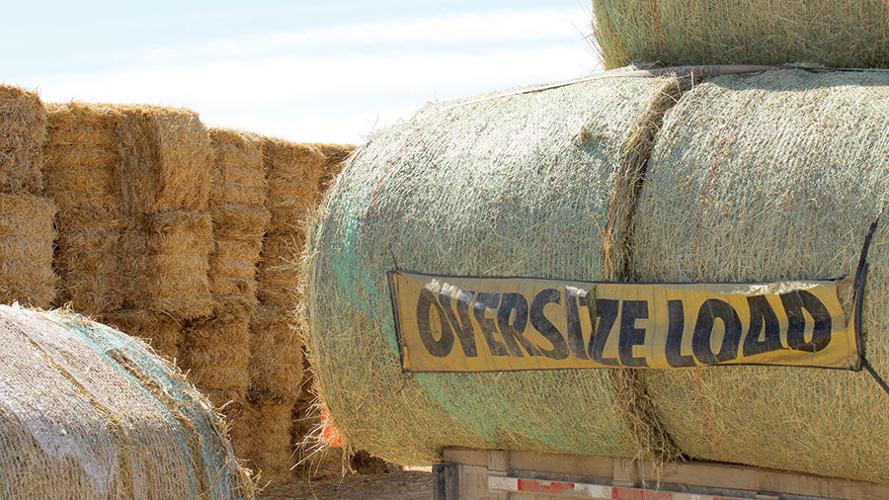 Hay auction late arrival