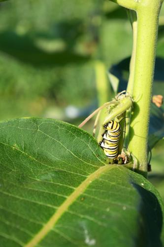 Monarch caterpillar