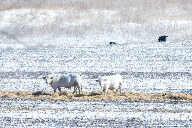 Managing cattle grazing cornstalks