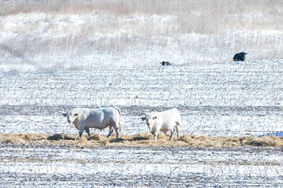 Grazing stalks
