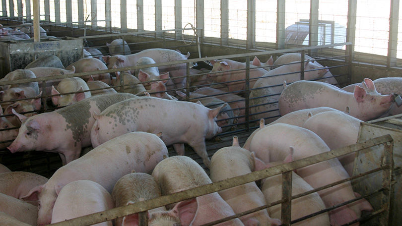 Feeder Pig Prices At Highest Levels Since Ped Outbreak Livestock