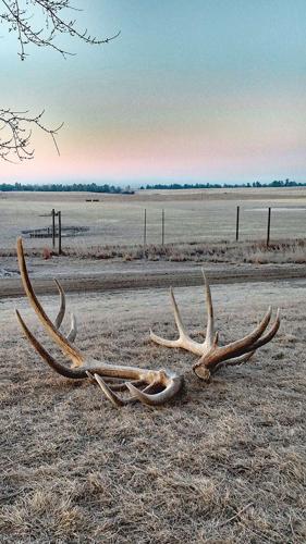 Heartland Elk Guest Ranch elk antlers