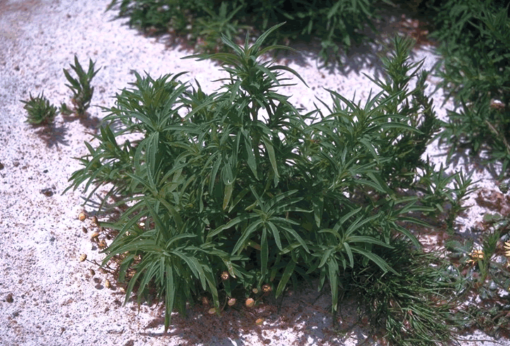 Kochia thrives in saline soils