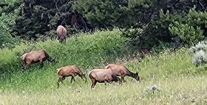 Elk
