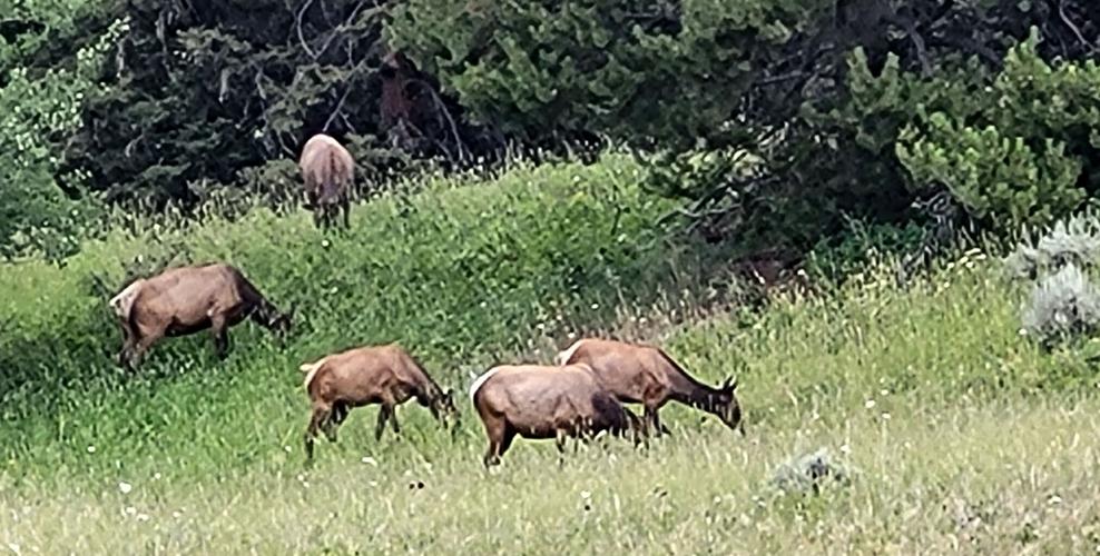 Elk