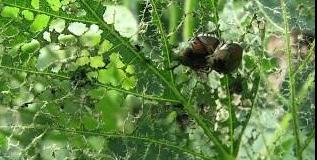Japanese beetle eating leaves
