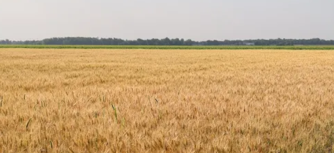 Hybrid winter rye