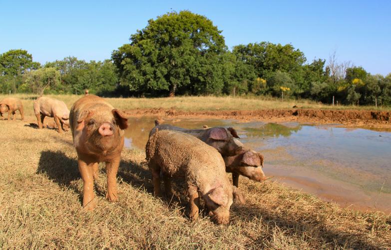 Landrace and Large White