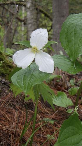 Trillium