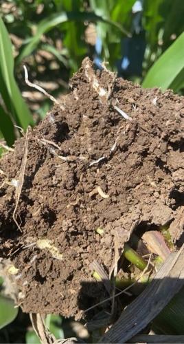 Corn rootworm 1.jpg