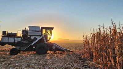 FIRST combine with corn at sunset
