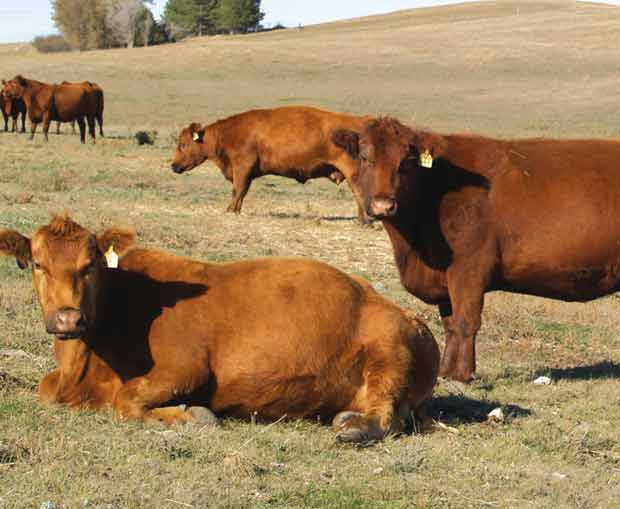 BeefTalk: In search of good sires