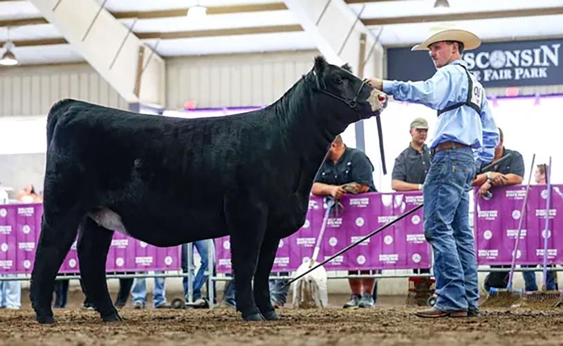 Adam Massman with cow
