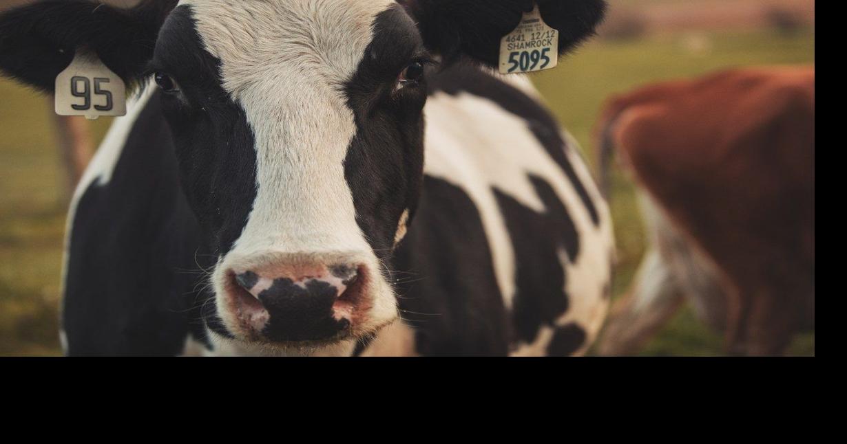 Algorithm aims to optimize feeding