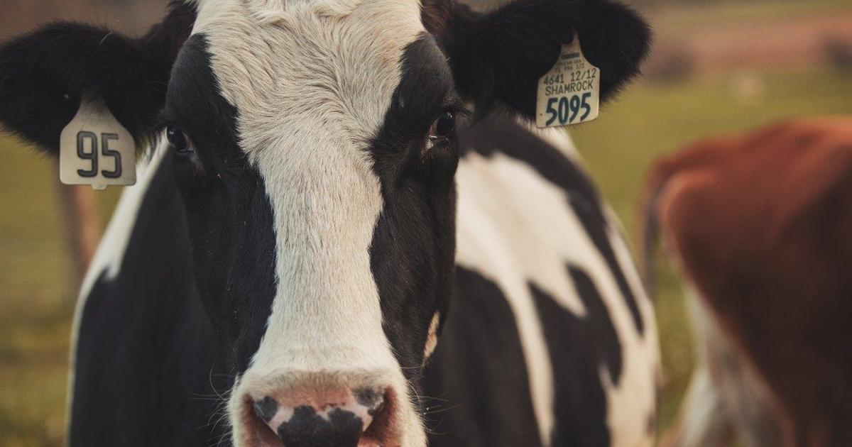 Algorithm aims to optimize feeding