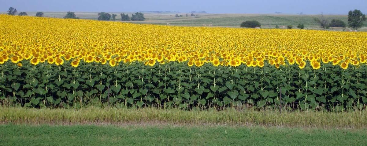 sunflowers