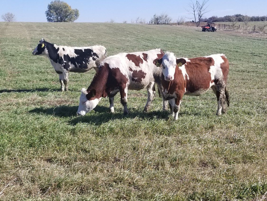 Heifers graze on Kernza near Morris, Minn.