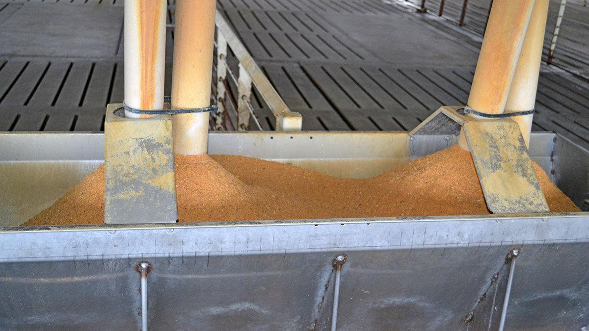 Animal feed