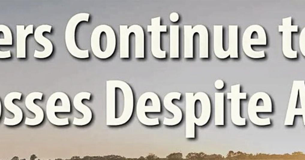 Significant farm losses persist