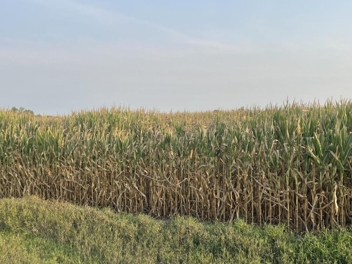Recent rain is too late for this year's corn crop - Minnesota Corn