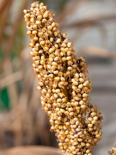 Sorghum seeds