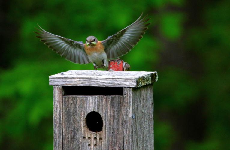 Bluebird
