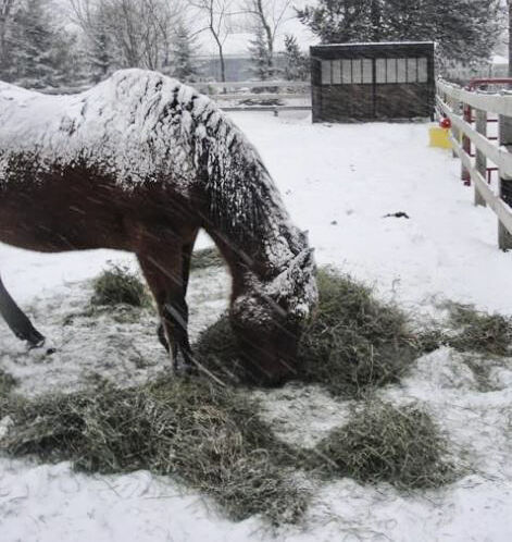 Making Sure Your Horse Has Water During Severe Winter Storms – The Horse