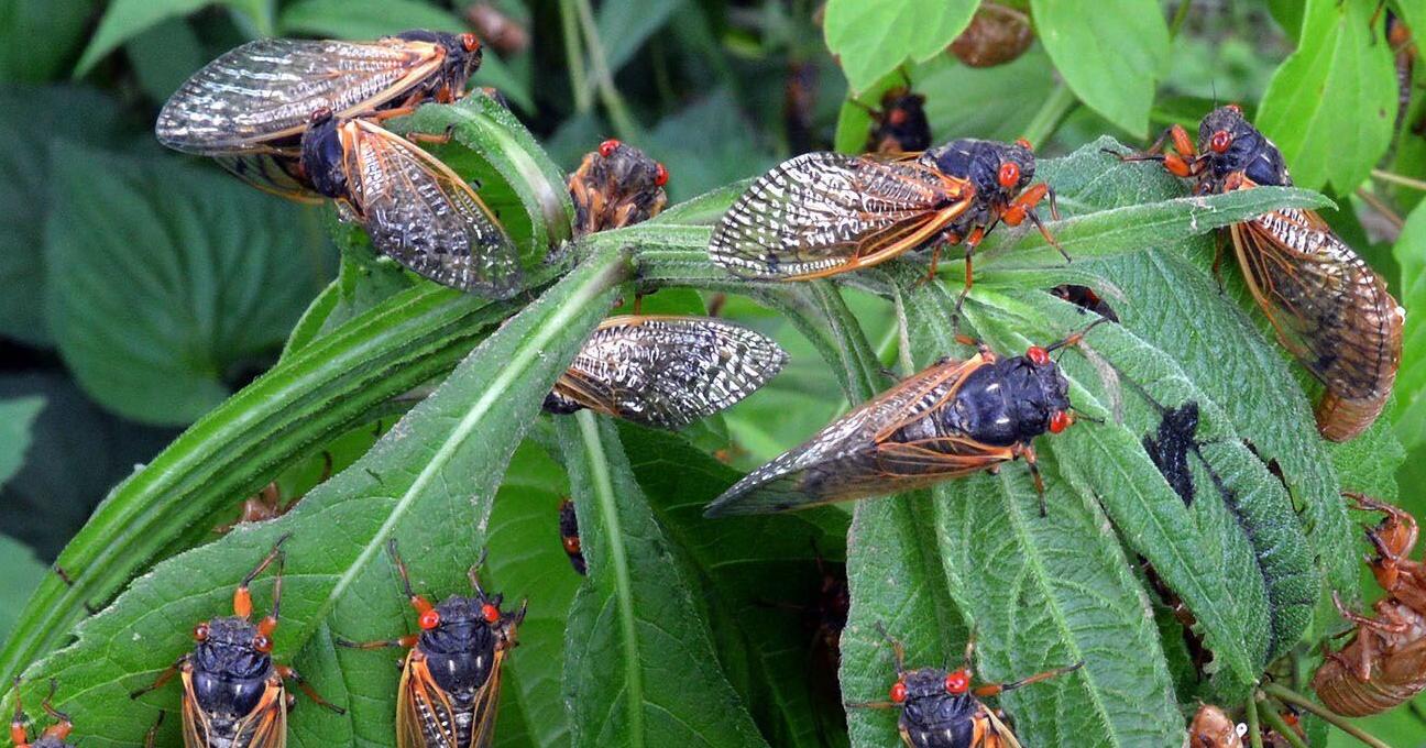 Two broods of cicadas will emerge in 2024 in Midwest, South - Vimarsana News