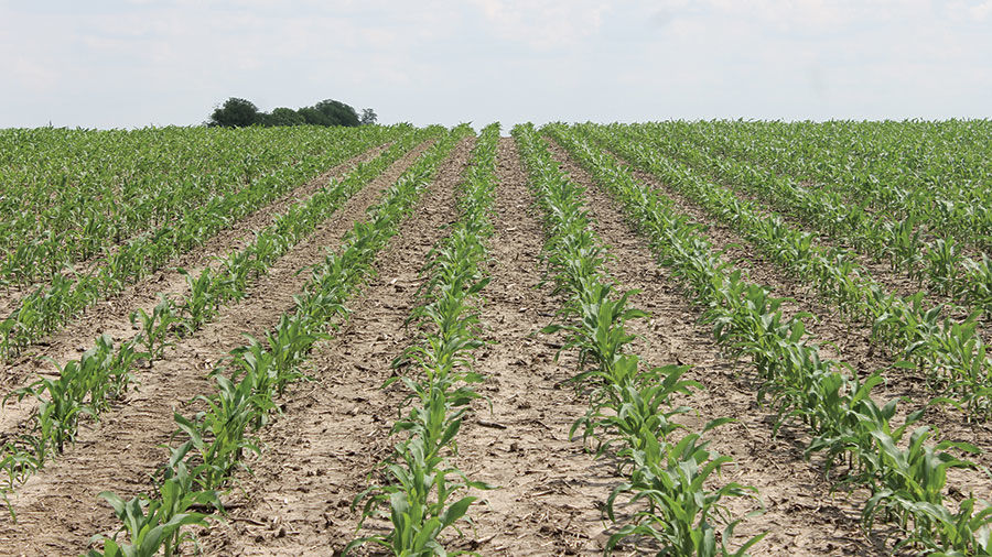 sidedress N applications corn rows