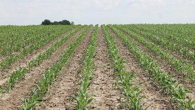 sidedress N applications corn rows