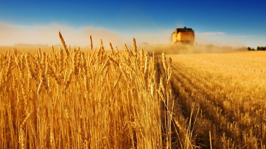 Wheat field combine